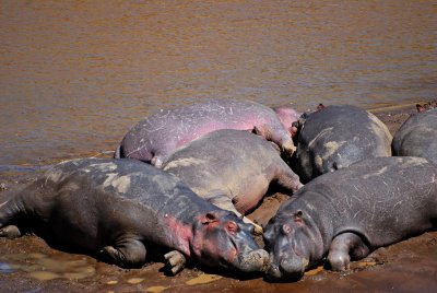 Hippos lying around