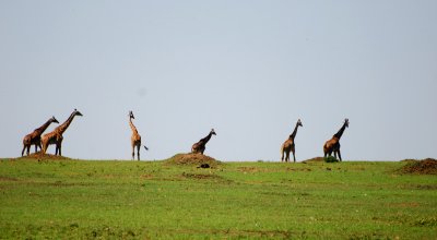 Giraffes on the horizon