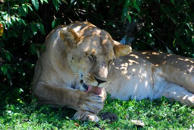Lioness cleaning herself 20 Sep 2011
