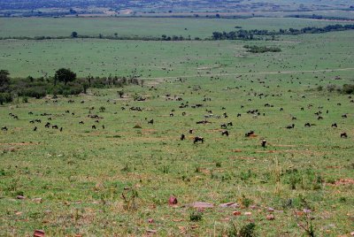 Wildebeest are dotted all over the African plains
