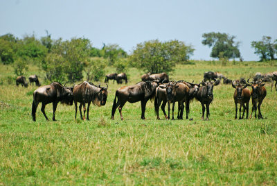  Wildebeest 20 Sep 2011