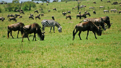 Wildebeest and Zebra Migration in Kenya 2011