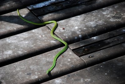 Green tree snake we almost walked over