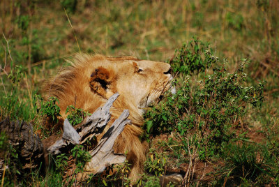 Lion enjoying the sunshine