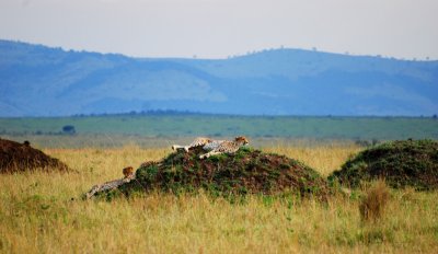 Three cheetahs near the airfield