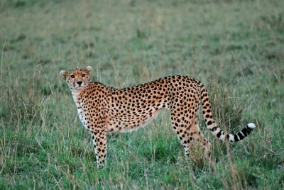 Cheetah at dusk 20 Sep 11