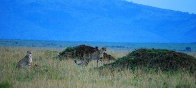 Cheetahs looking at their dinner