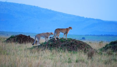 Cheetahs looking at their dinner