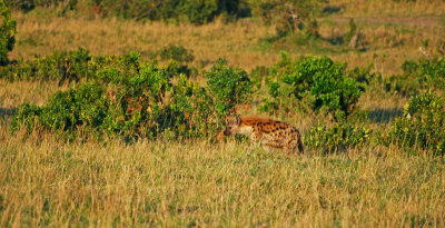 Hyena early morning 21 Sep 2011