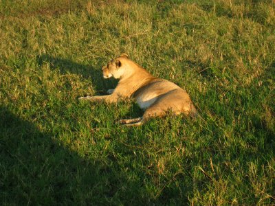 Lioness early morning