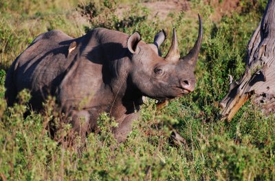 Black Rhinoceros 21 Sep 2011