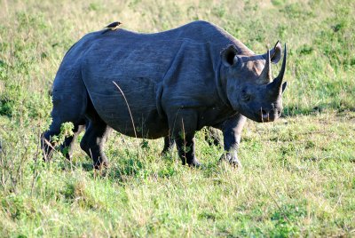  Rhinoceros with a bird perched on his back