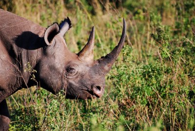 A rhino passing our van 21 Sep 2011
