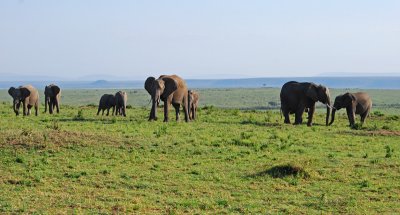  Herd of elephants 21 Sep 2011