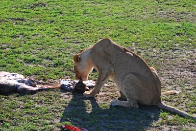 Lioness having breakfast 21 Sep 2011
