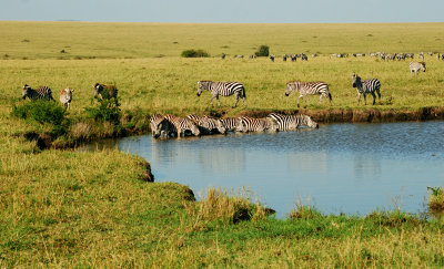 Zebras drinking at the water hole