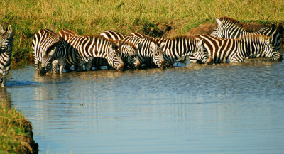 A perfect row of Zebras