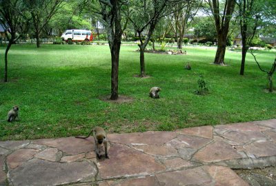 Monkeys outside our cottage at Keekoroc Lodge