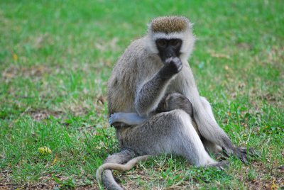 Vervet monkey and baby 21 Sep 11