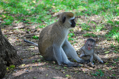  Baby wondering what species of monkey is taking this p