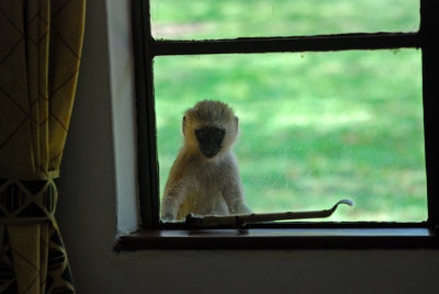 Vervet monkey peeking in our window