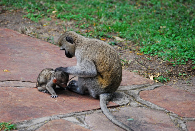 The little one being groomed by his mother