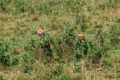Cheetahs in the bushes just outside Keekoroc Lodge