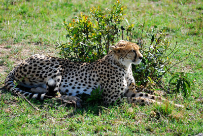  Cheetah looking at his prey