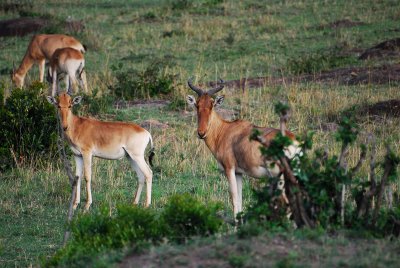  A herd of Hartbeests