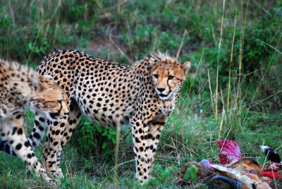 Another Cheetah joining in for a feed