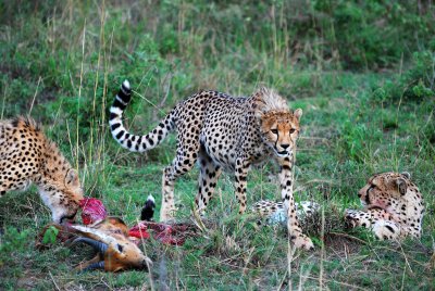 Cheetahs enjoying their kill