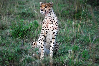 Cheetah 21 Sep 2011