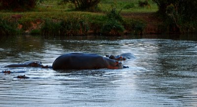 Hippos in the watering hole at the Keekoroc Lodge