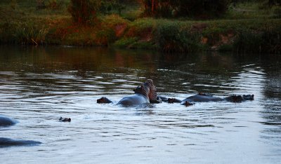 Hippos connecting