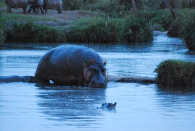 Getting out of the water for the nightly feed