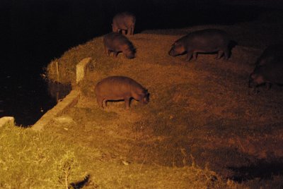  Hippos graze at night