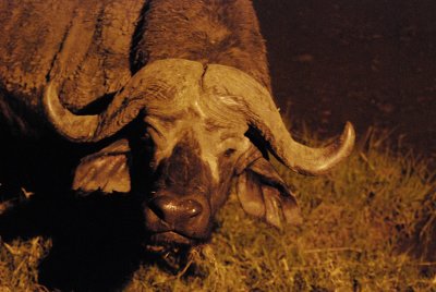 This buffalo lives at the watering hole at Keekoroc Lodge