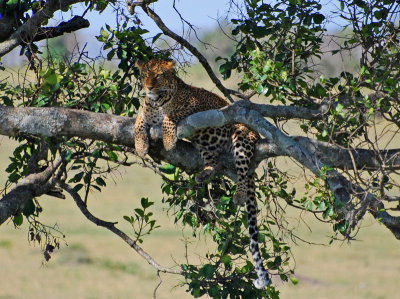 The last morning of the safari and we saw this wonderful Leopard, how lucky are we!!