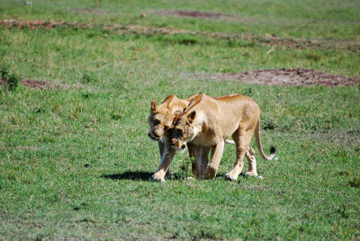 We saw these lions as we were leaving for Nairobi