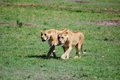How lucky are we, we not only saw a Leopard on our last day, but these Lions as well