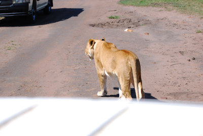 The white in the photo is the top of our car that's how close the lions came to us