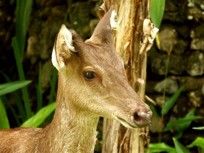 Deer at the Madang Resort Hotel