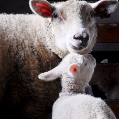 The_lambs_are_born.jpg