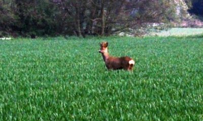 Baby deer a gamboling