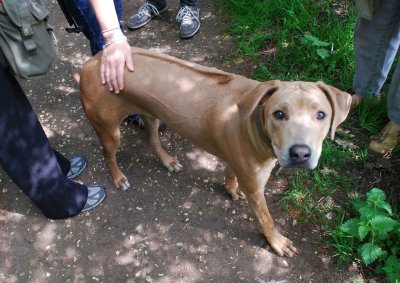 Rhodesian ridgeback