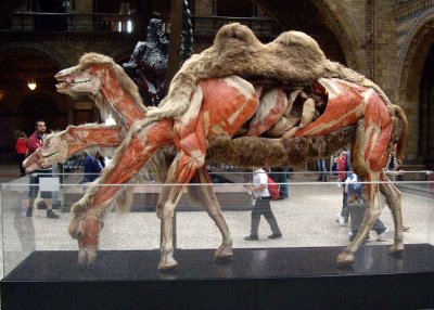 Plasticated camel