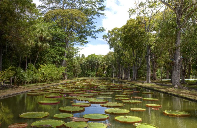 Sir Seewoosagur Ramgoolam Botanic Gardens