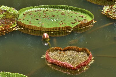 Sir Seewoosagur Ramgoolam Botanic Gardens