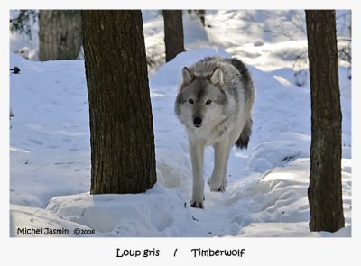 Loup gris   -   Timberwolf
