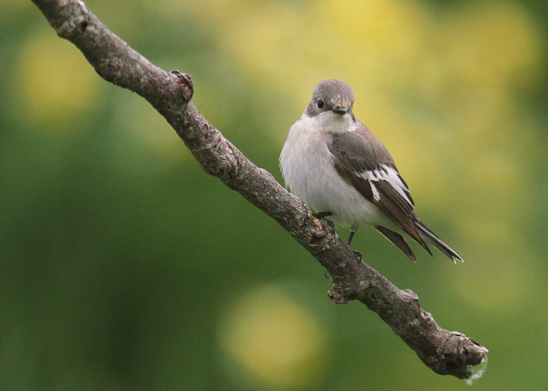 Halsbandsflugsnappare [C E Pied  Flycatcher] (IMG_3034)